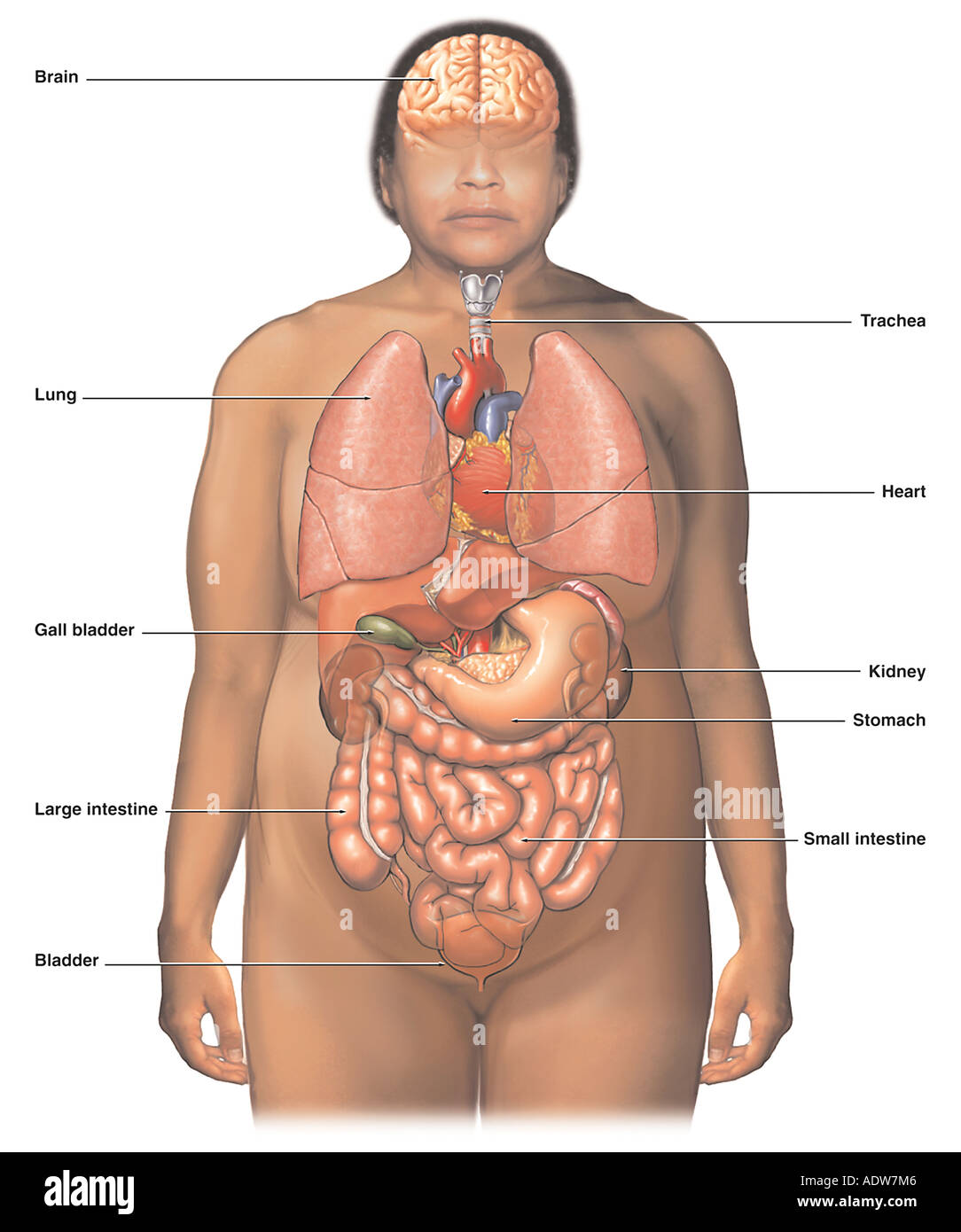 Female Internal Sex Organs 81