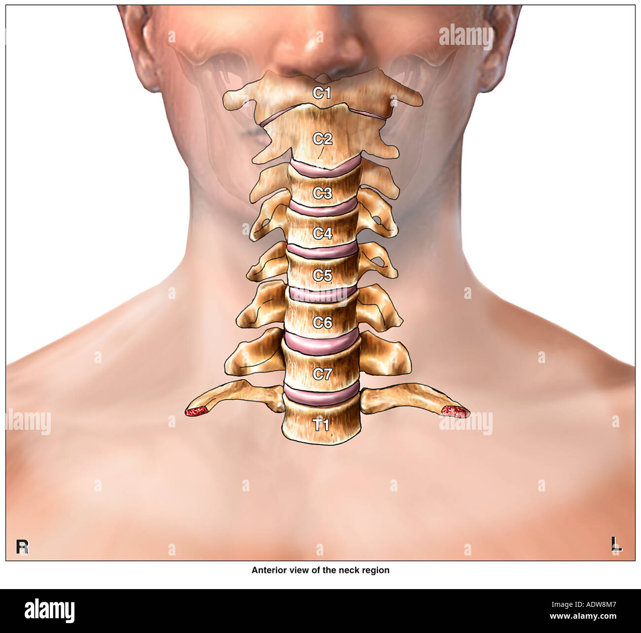 vertebrae of neck