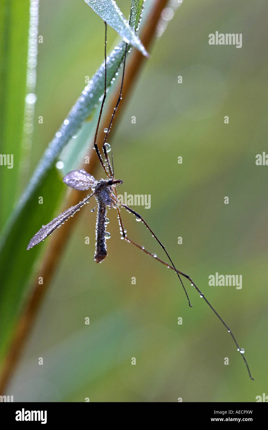 Daddy Long Legs Water Hi Res Stock Photography And Images Alamy