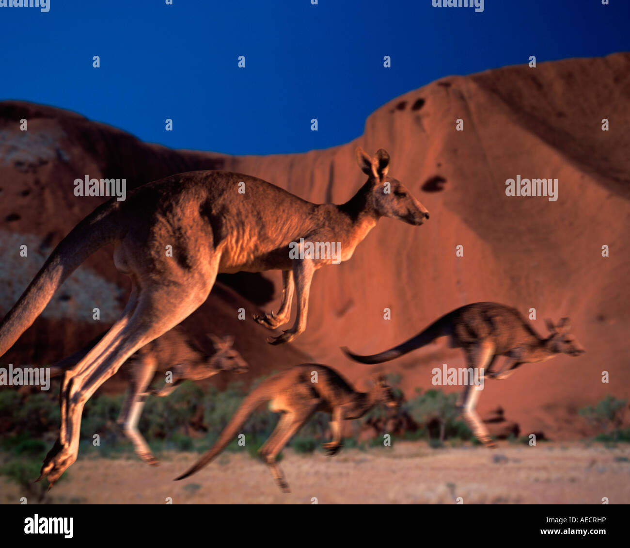 Ulurukata Tjuta National Park, Kangaroos Stock Photo, Royalty Free