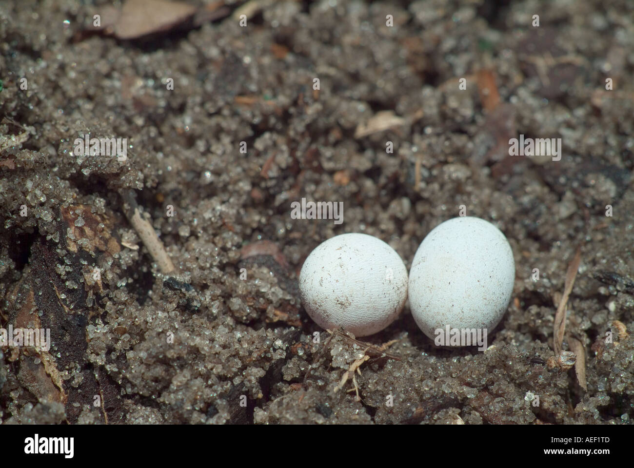 Brown Anole lizard eggs reptile reptiles Stock Photo, Royalty Free