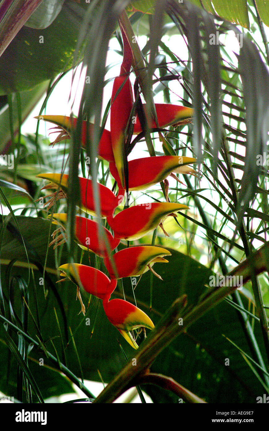 sweet home garden yard plant beautiful beauty hanging red stock sweet home garden yard plant beautiful beauty hanging red stock