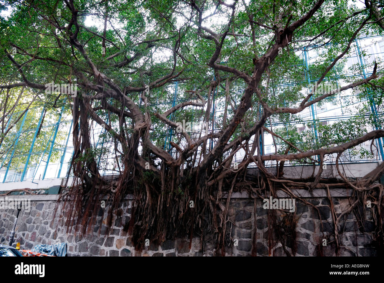 Banyan wall tree on Hollywood Road in Hong Kong Stock Photo, Royalty