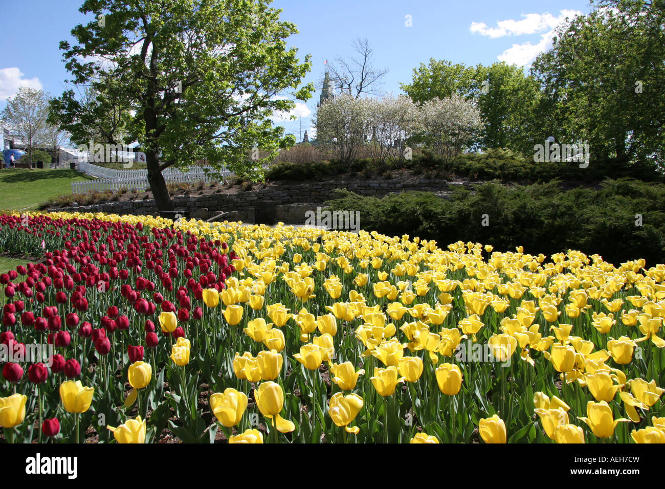 Spring time and tulip time in Canada Ontario Ottawa Capital of Canada