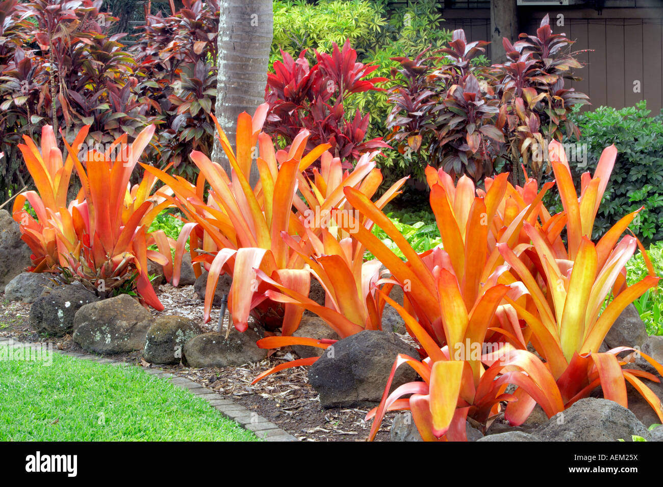 a variety of bromeliads maui tropical plantation maui hawaii stock photo 13711333 alamy a variety of bromeliads maui tropical plantation maui hawaii stock photo 13711333 alamy