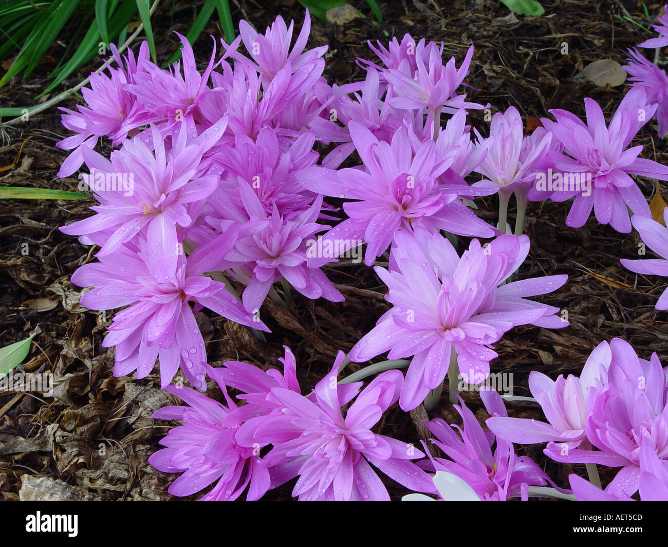 colchicum autumnale water lily autumn crocus winter flowering bulb stock photo royalty free colchicum autumnale water lily autumn crocus winter flowering bulb stock photo royalty free
