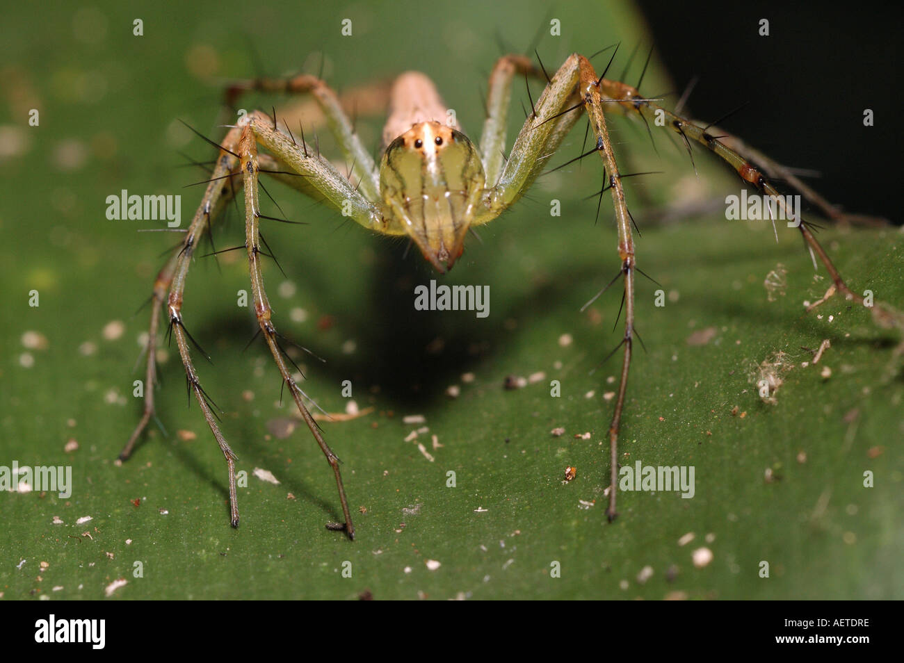 Lynx Spider Female Oxyopes Sp Oxyopidae A New And Undescribed Species