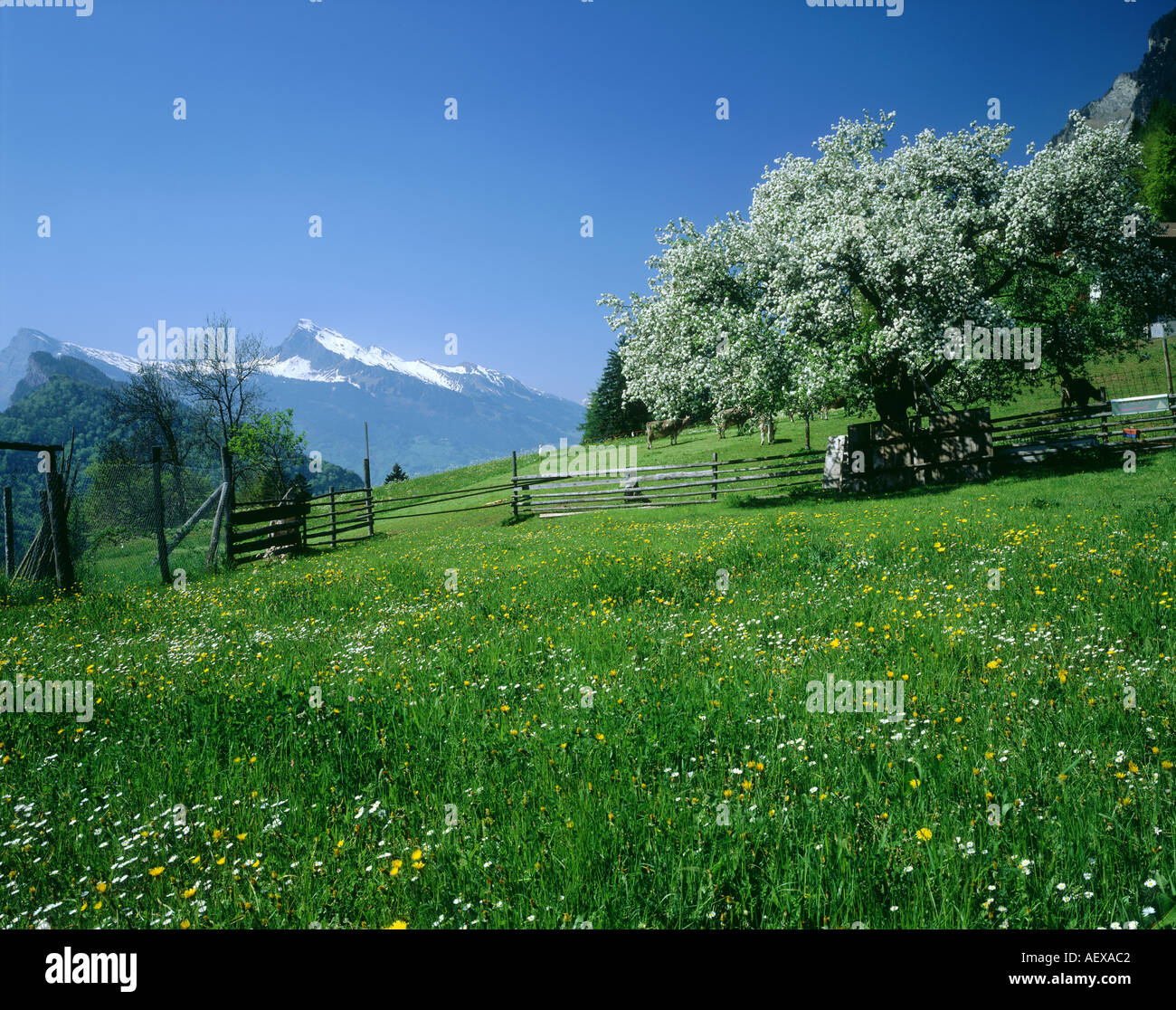 Maienfeld Maienfeld Switzerland Stock Photo, Royalty Free Image 