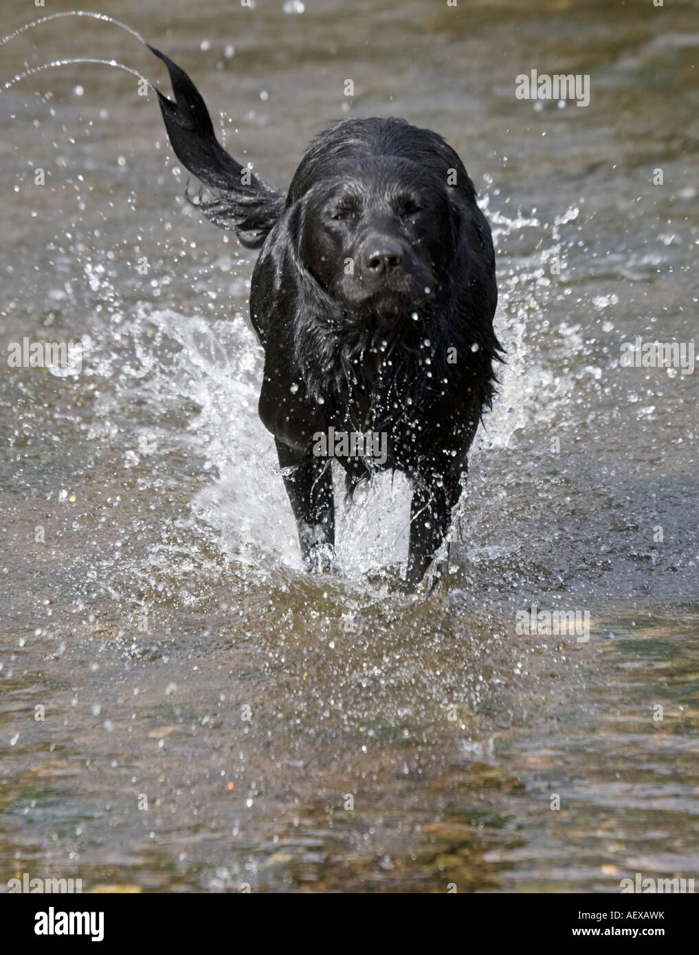 Young black Labrador dog running through water River Wye UK Stock Photo