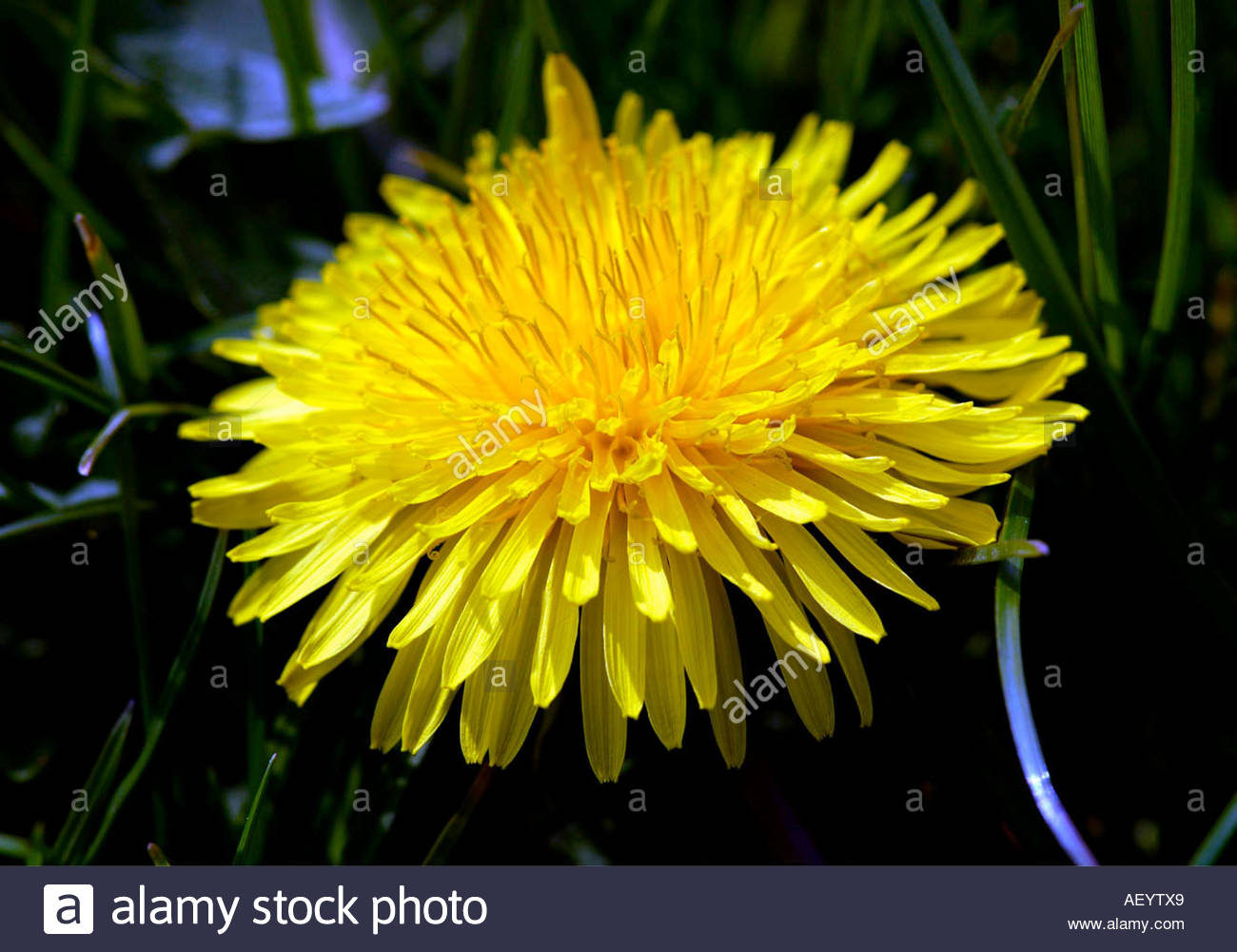 Loewenzahn Stock Photo, Royalty Free Image 7877032 Alamy