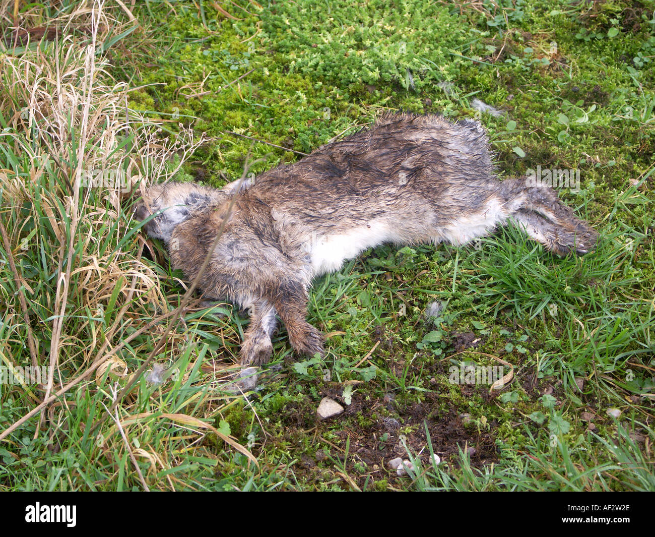 Dead Wild Rabbit Stock Photo, Royalty Free Image 4509997 Alamy