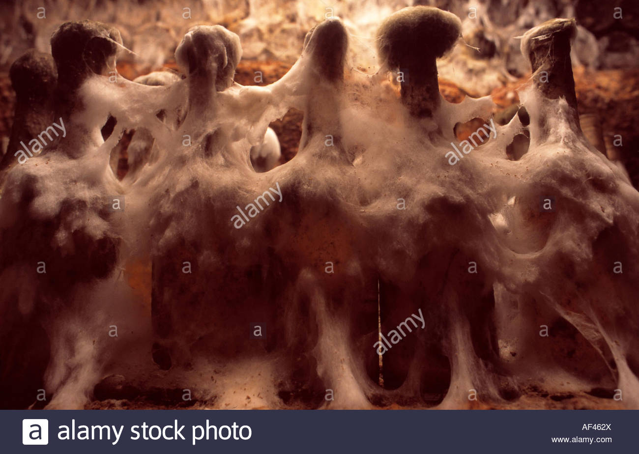 Old bottles with mould in wine cellar Stock Photo, Royalty Free Image