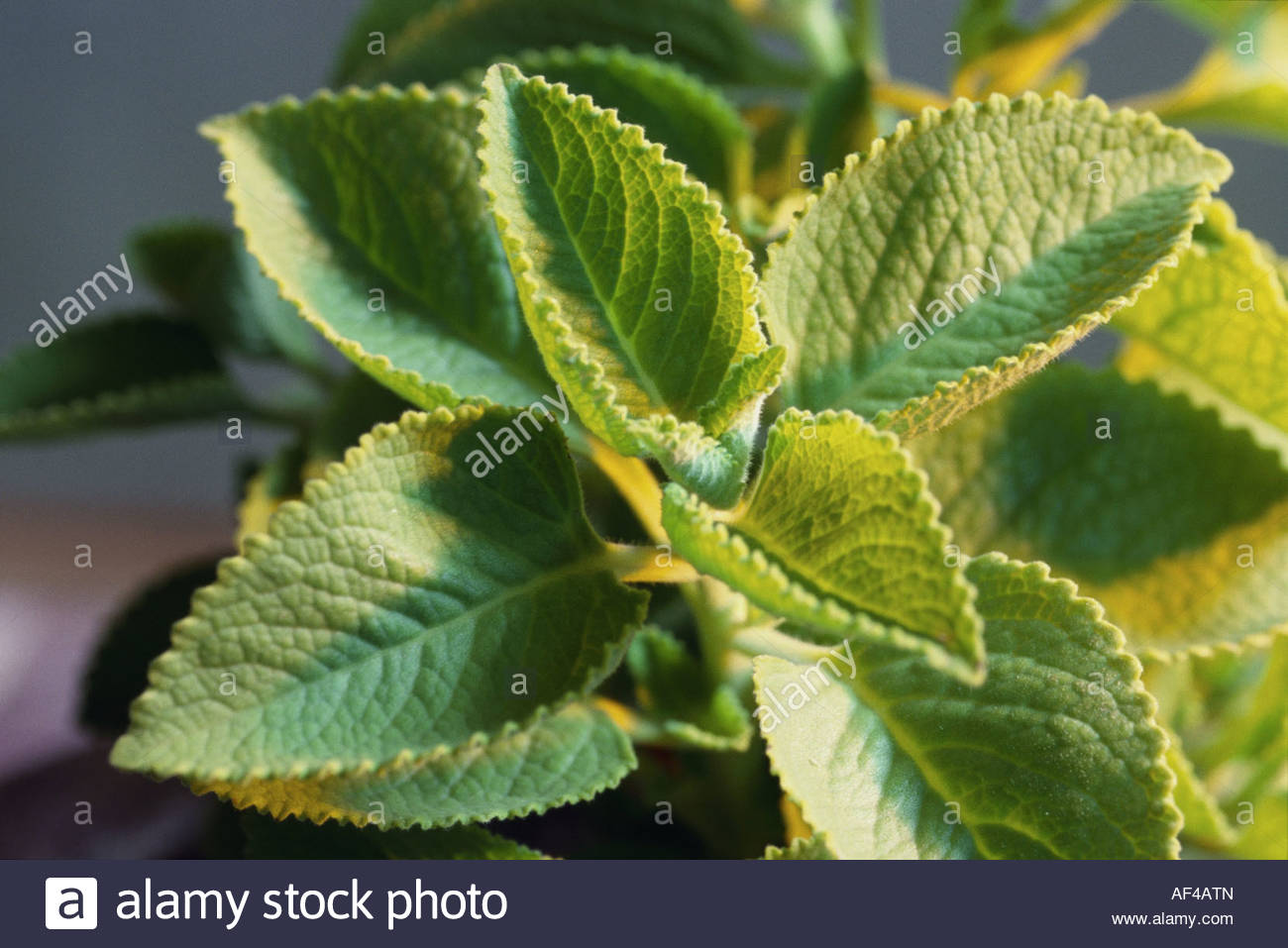 Ajowan plant (Trachyspermum ammi, India Stock Photo 13827140 Alamy