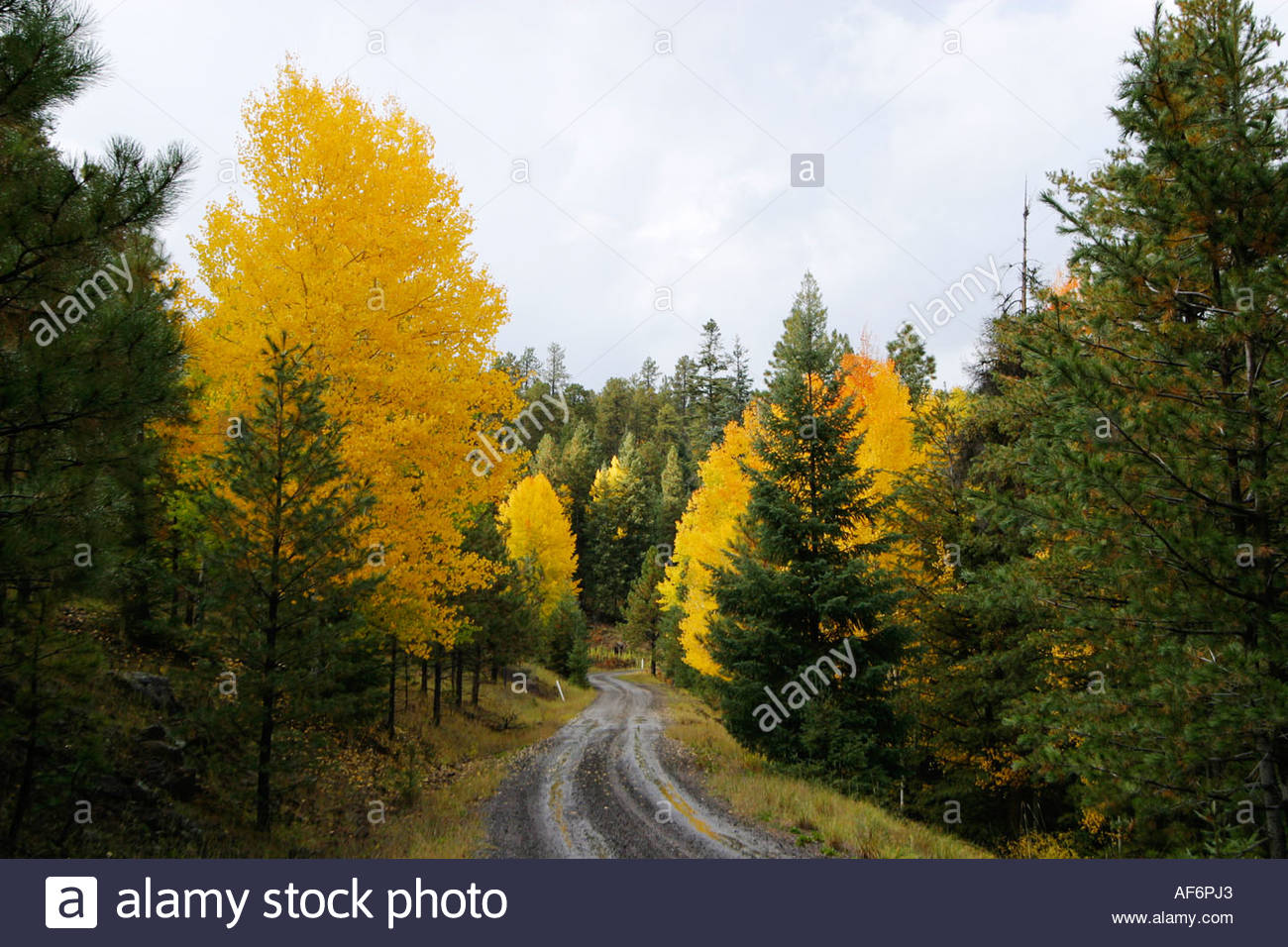 aspens-turning-to-fall-colors-along-forest-road-in-apache-national-AF6PJ3.jpg