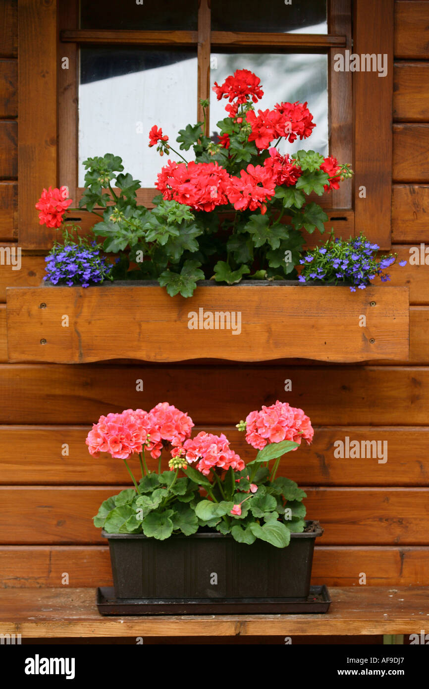 geranium (Pelargonium spec.), flower arrangement at a summerhouse Stock