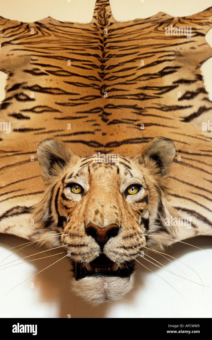 preserved tiger in egeskov castle, wall decoration in the hunting preserved tiger in egeskov castle, wall decoration in the hunting
