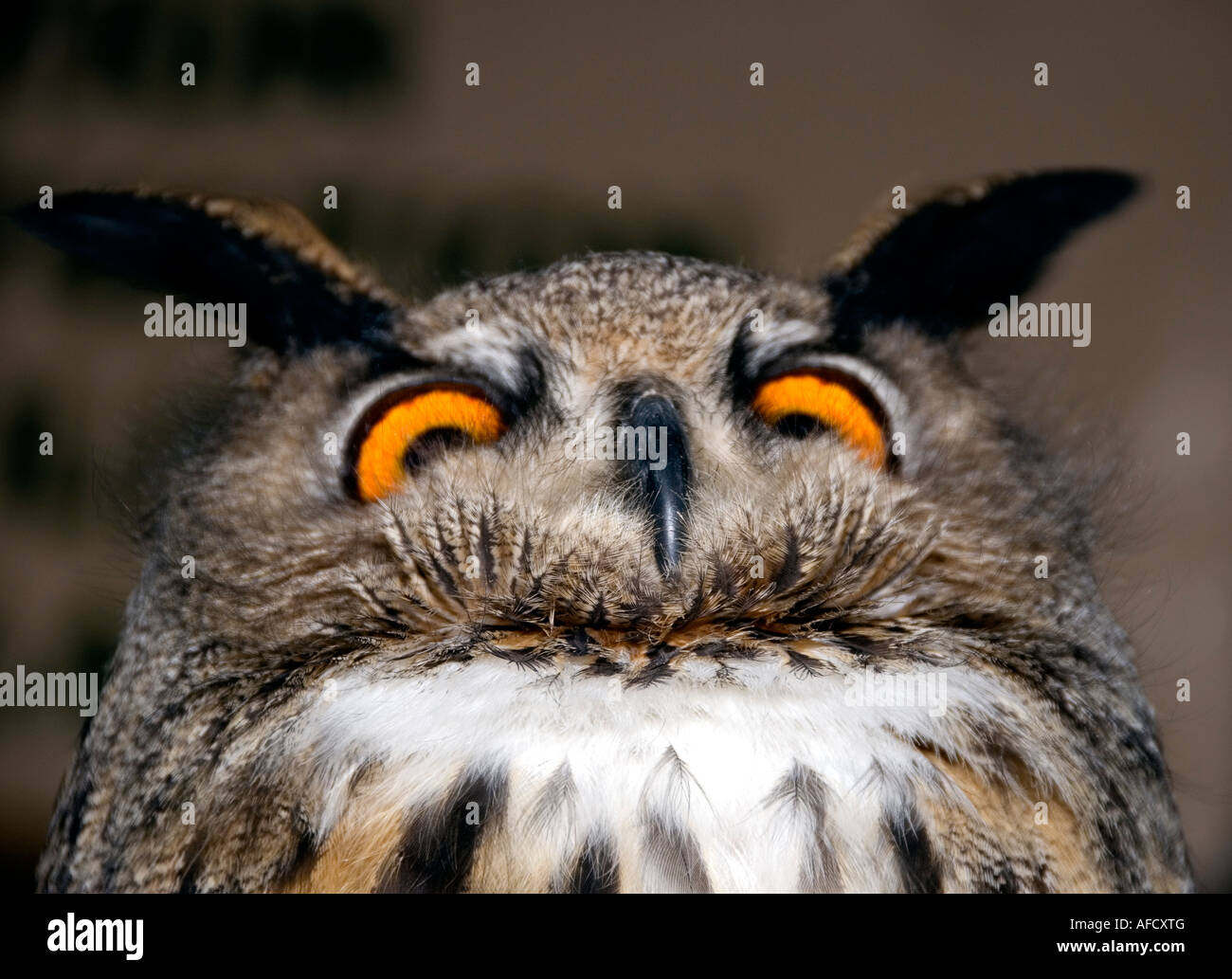 humorous-view-of-eurasian-eagle-owl-bubo