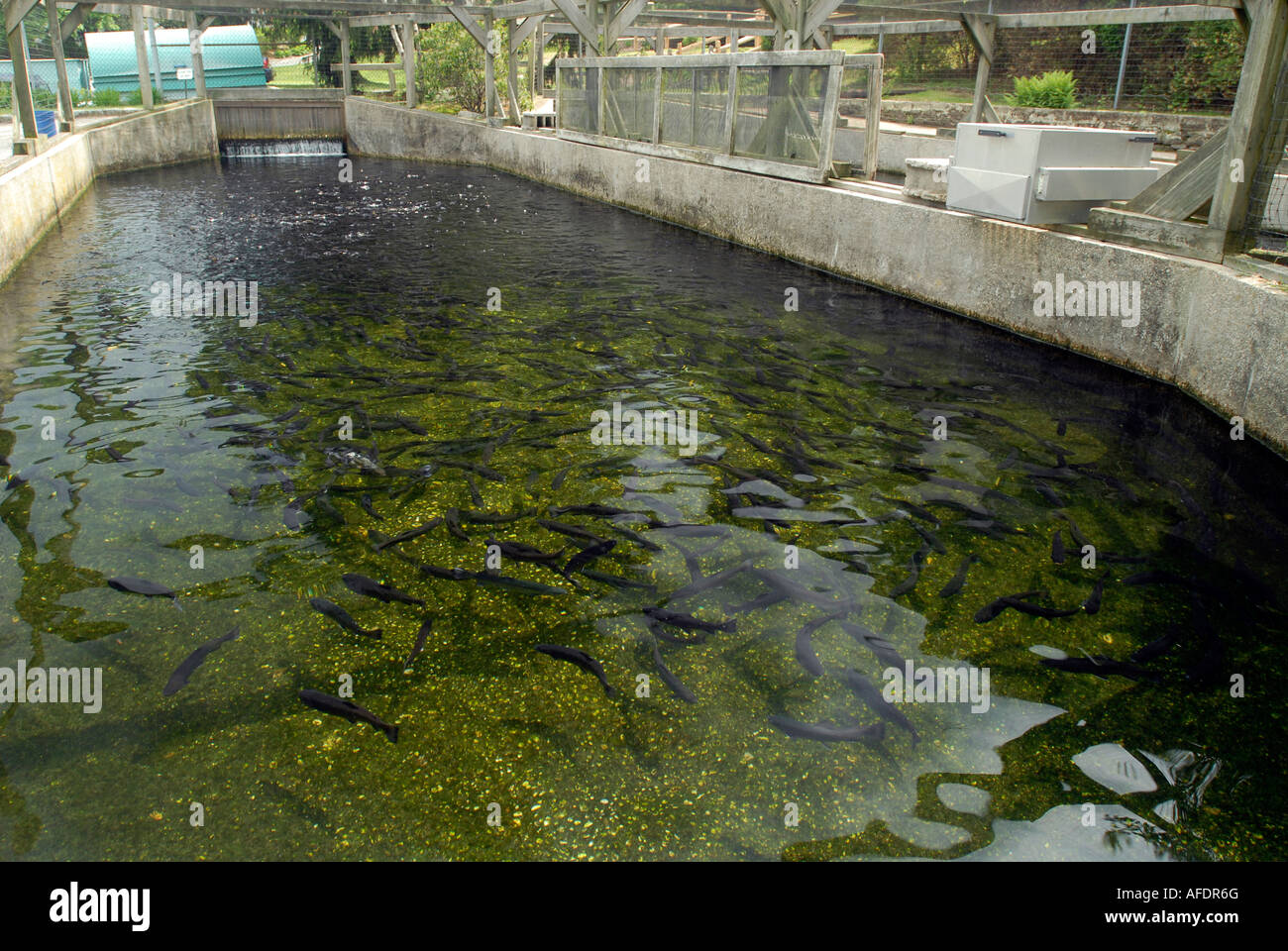 Cold Spring Harbor Fish Hatchery on Long Island Trout are raised in