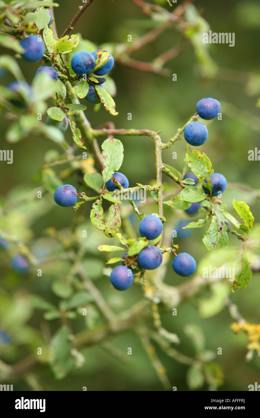 Sloe Berries On The Branches Of The Blackthorn Bush Often Used In Sloe