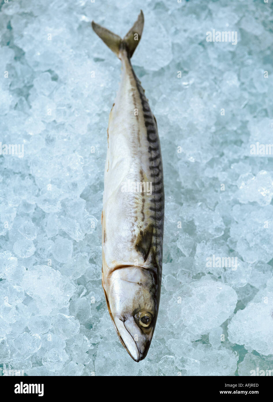 Mackerel on ice Stock Photo, Royalty Free Image 4558828 Alamy