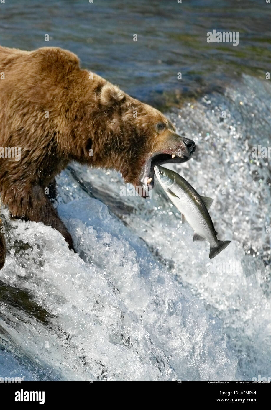 Brown Bear catching salmon Brooks Falls Katmai National Park Alaska