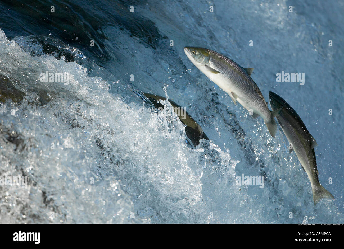 salmon-swimming-up-waterfall-to-spawning