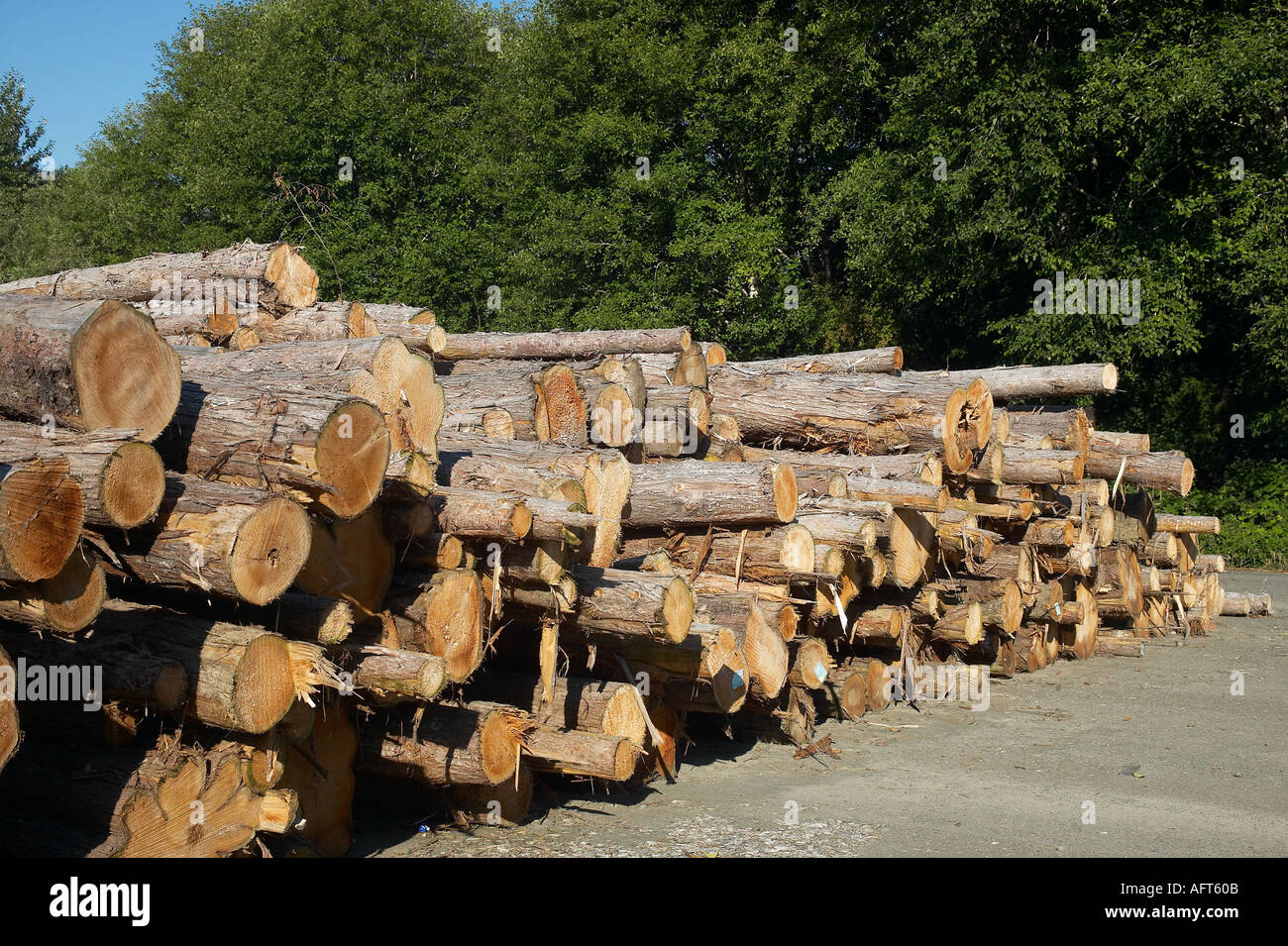 Pile of Lumber Timber Industry Seattle Washington State United States