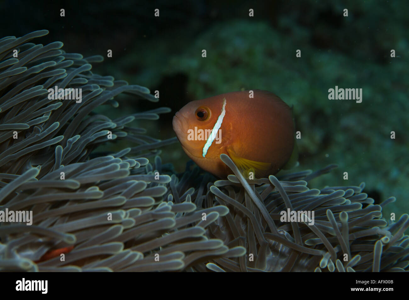 Blackfoot Anemonefish Amphiprion Nigripes Hosted In A Magnificent Sea