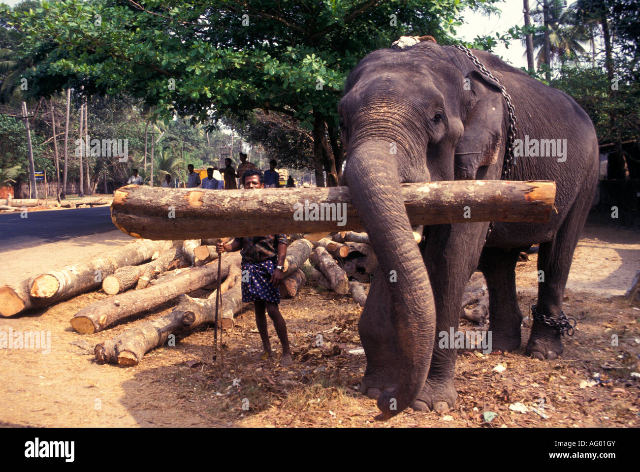 Elephant Working Lifting Timber Kerala Village Life South India Stock