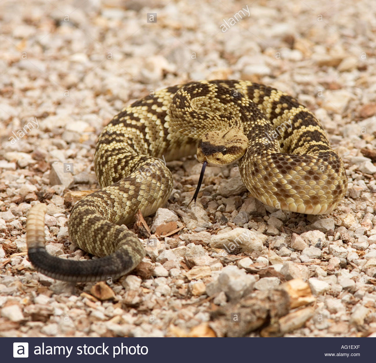 Blacktailed Rattlesnake coiled rattles in southwestern New Mexico