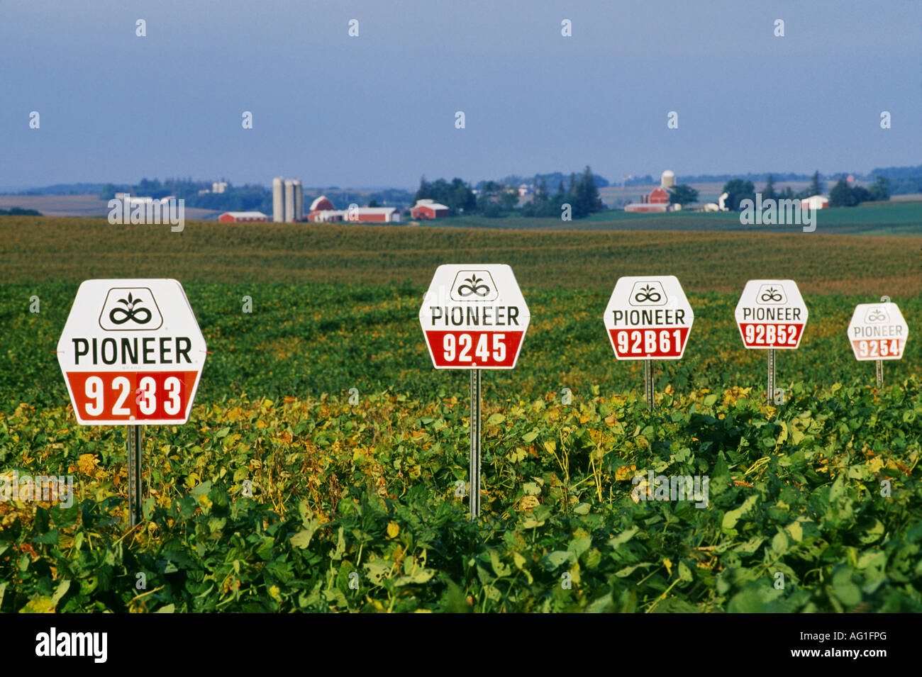 SOYBEAN TEST PLOT PIONEER BRAND IOWA Stock Photo 14063991 Alamy SOYBEAN TEST PLOT PIONEER BRAND IOWA Stock Photo 14063991 Alamy