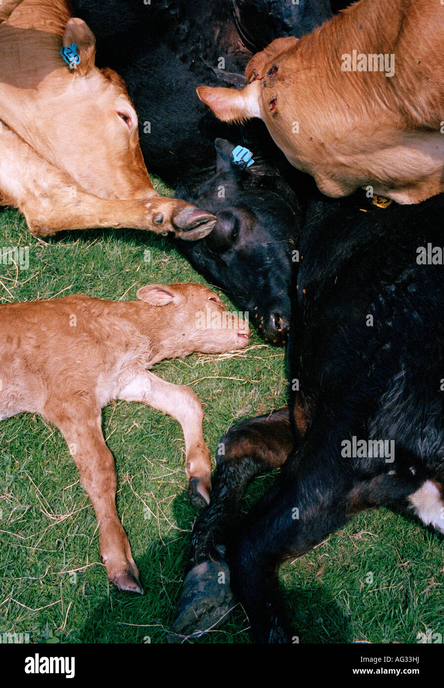 Foot And Mouth Cattle 48