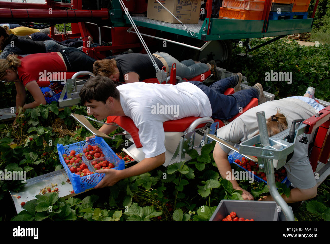 Strawberry picking machine with foreign workers harvests inside Stock