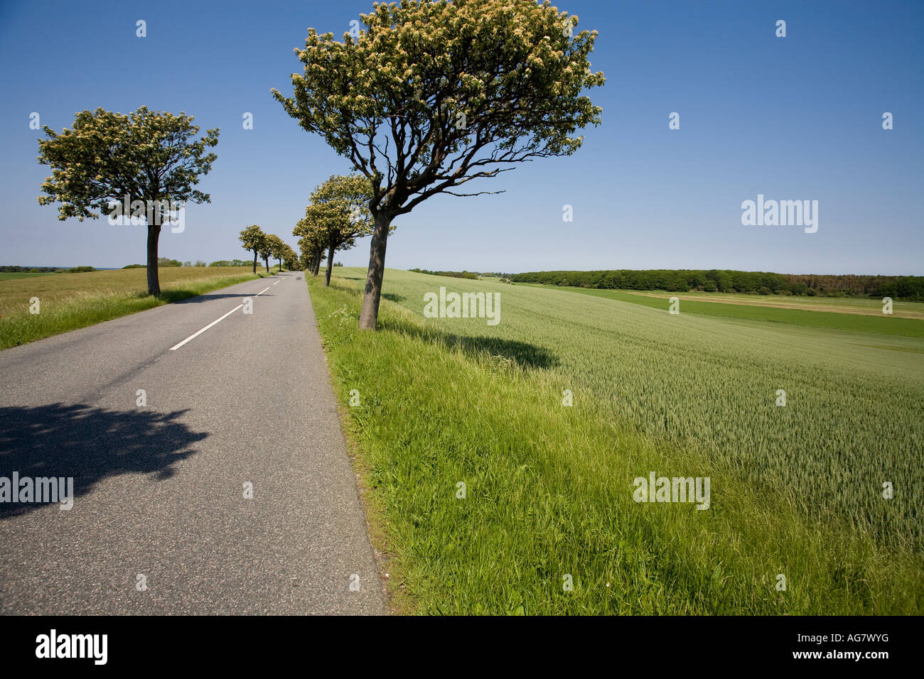 Tree Lined Road with Green Field A straight road with a white ... for Straight Road With Trees
51ane Tree Lined Road with Green Field A straight road with a white ... for Straight Road With Trees
51ane