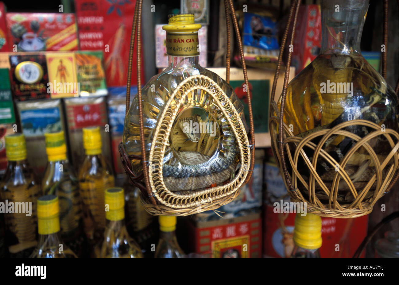 Vietnam Hanoi Snake wine for sale Stock Photo, Royalty Free Image