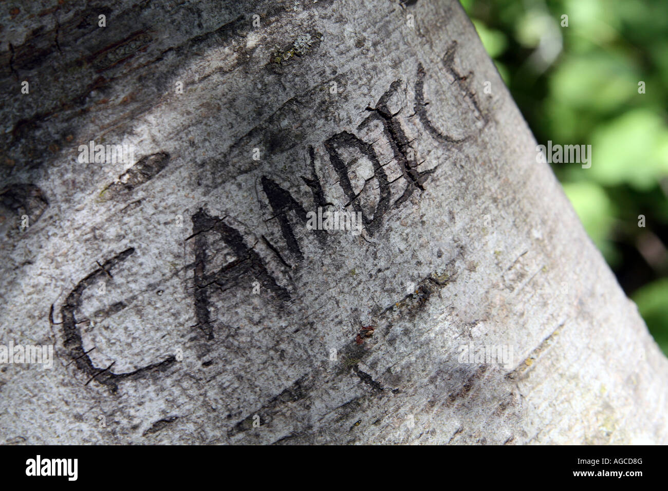 a-tree-with-the-name-candice-carved-into