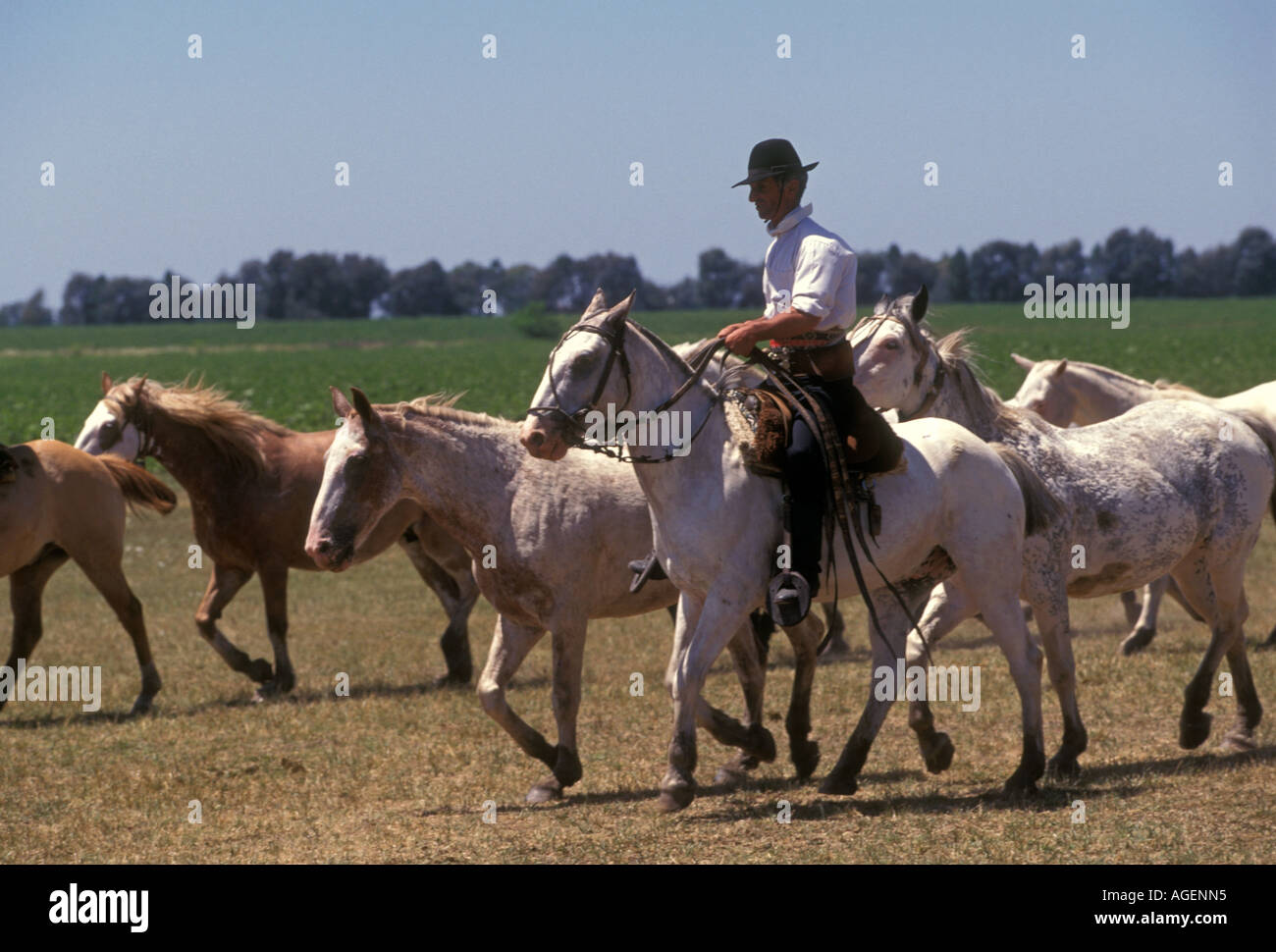 Argentine gaucho, adult man, male, gaucho, cowboy, rounding up Stock