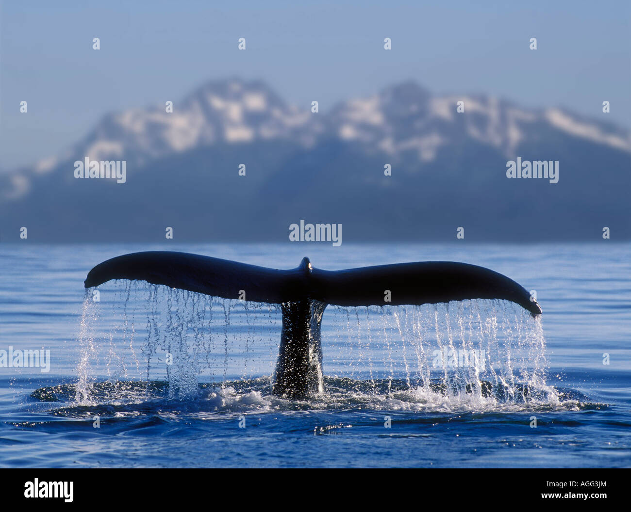 Humpback Whale Sounding Hi Res Stock Photography And Images Alamy