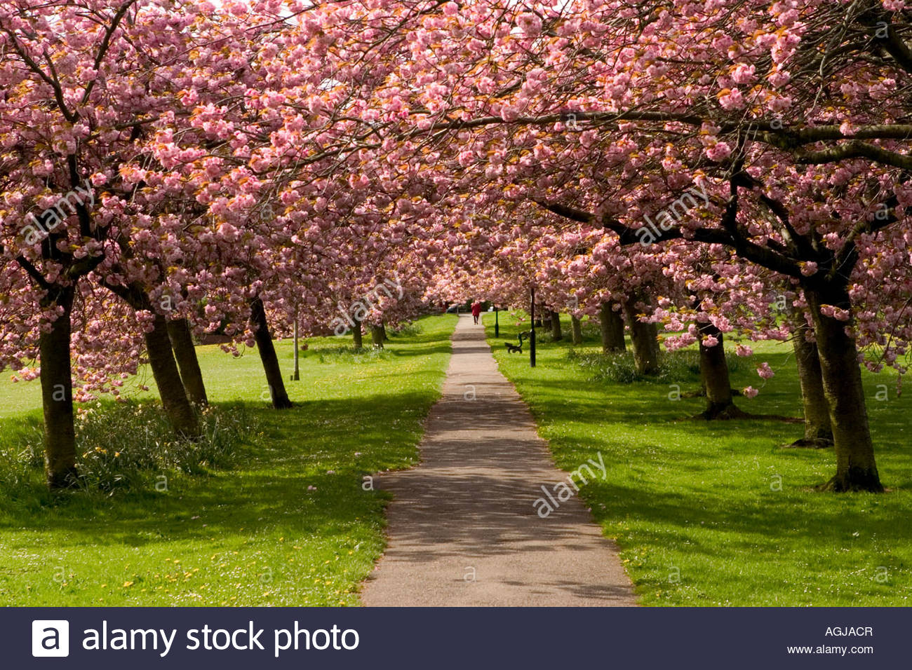 Pink ornamental cherry trees in full blossom, The Stray Harrogate Stock