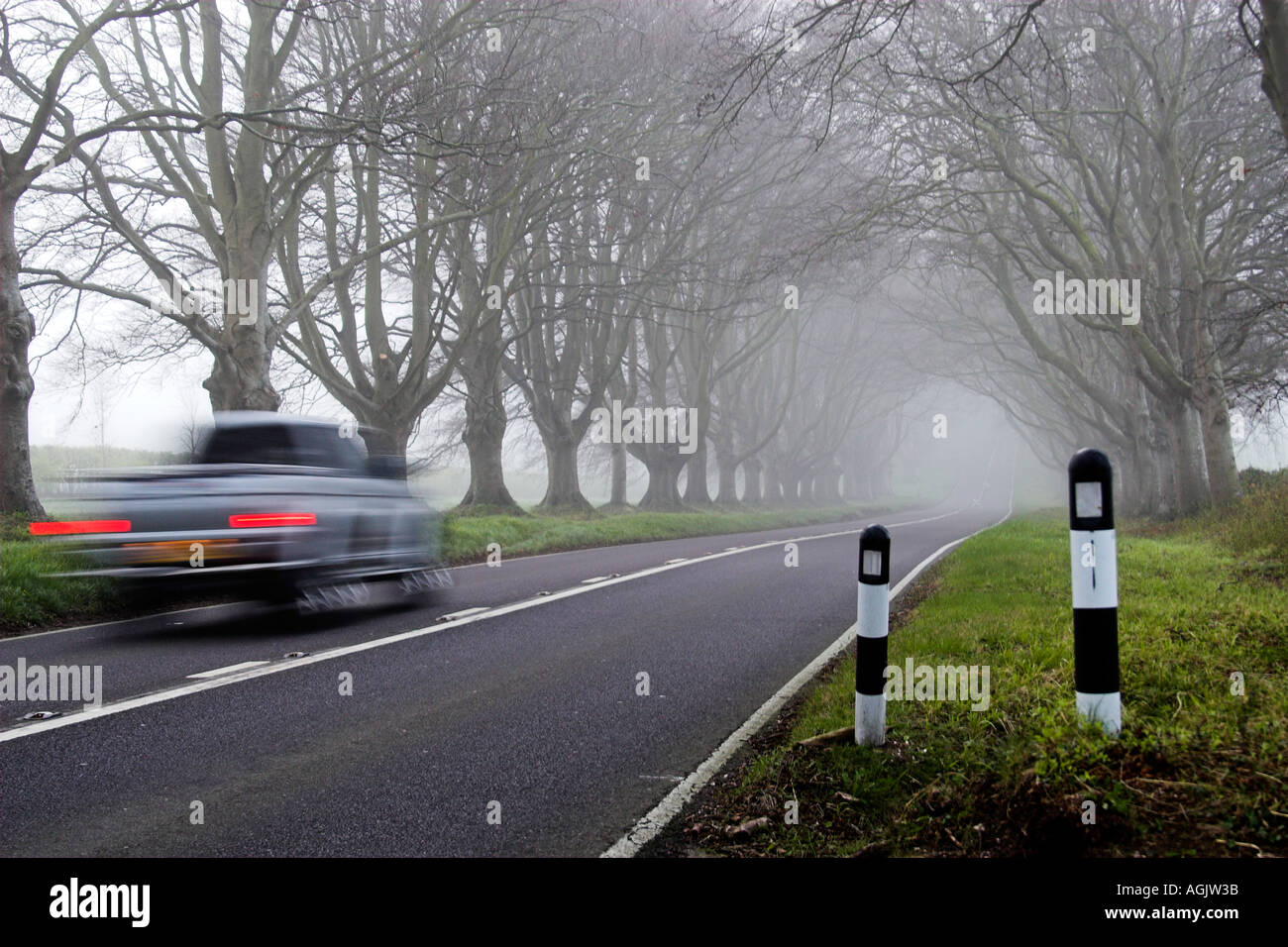 Vehicle Driving Along Avenue Of Beech Trees Badbury Rings Dorset