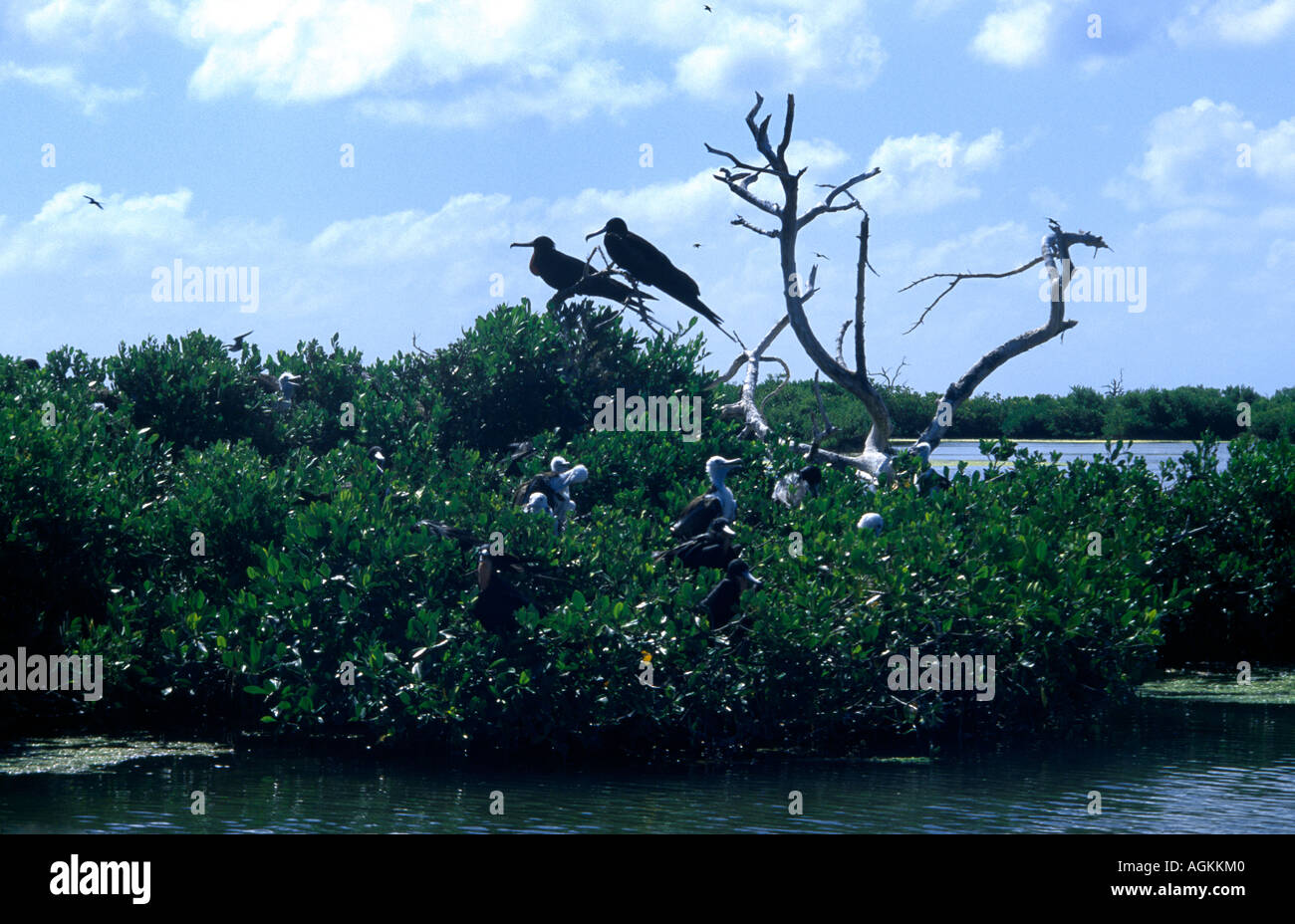 Codrington Lagoon Barbuda Mangroves Stock Photo, Royalty Free Image