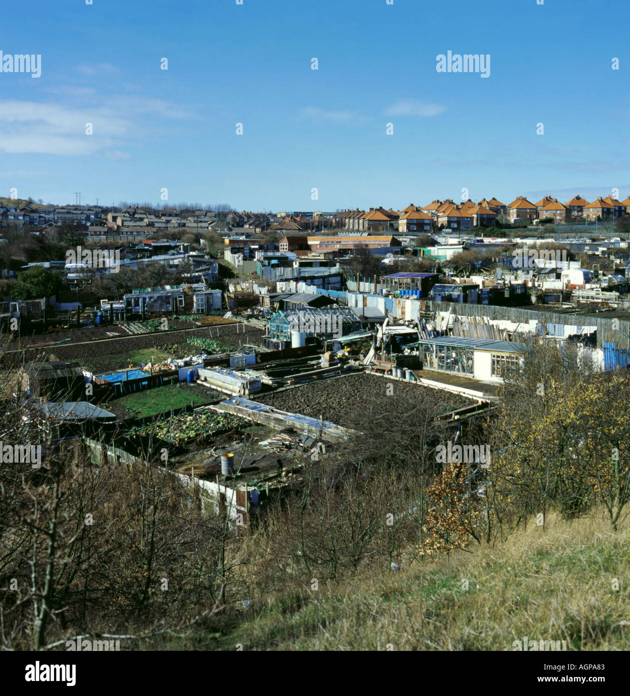 Allotments at Horden, County Durham, England, UK Stock Photo, Royalty