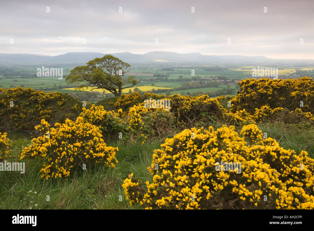 Flowering gorse bushes on the North Yorkshire Moors near Roseberry