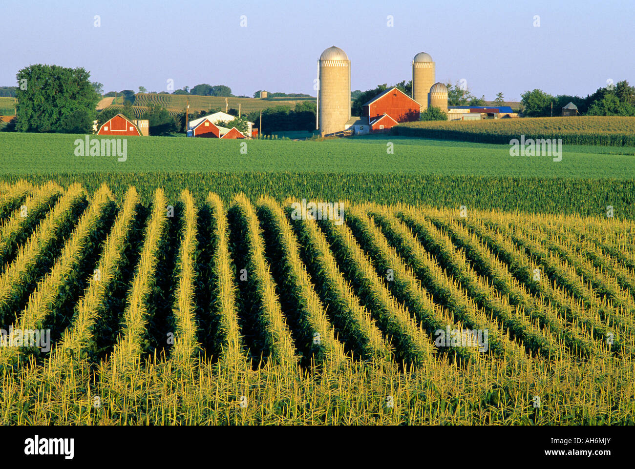 33 Beste american corn for American Corn Farm
131fsj 33 Beste american corn for American Corn Farm
131fsj