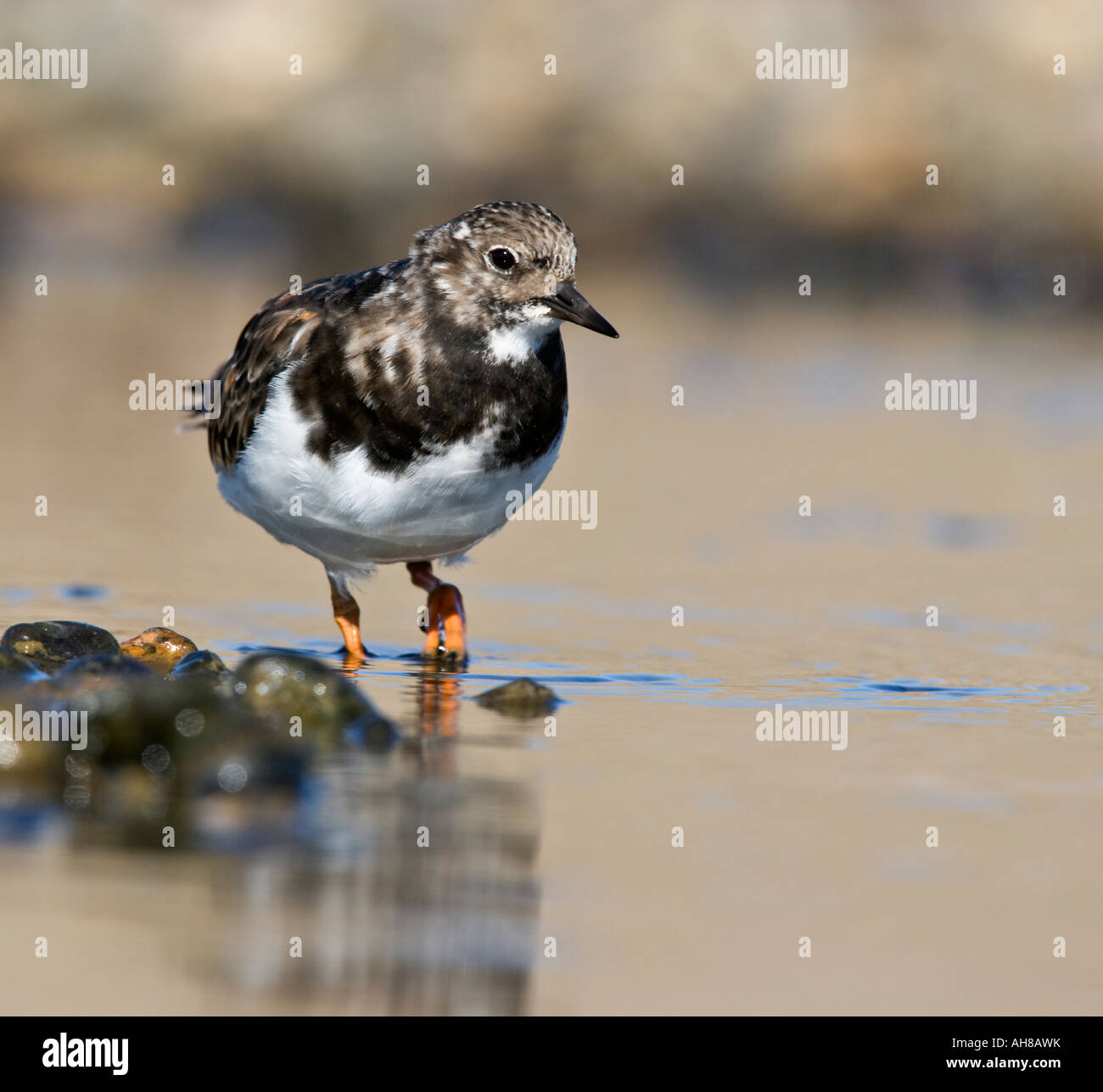 Turnstone Arenaria Interpres Searching For Food In Beach Pools