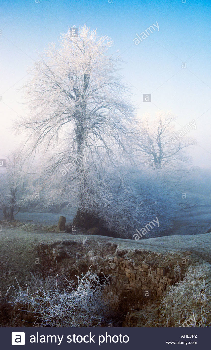 Hoar_frost_on_ash_tree_Gwent_Wales_UK-AH