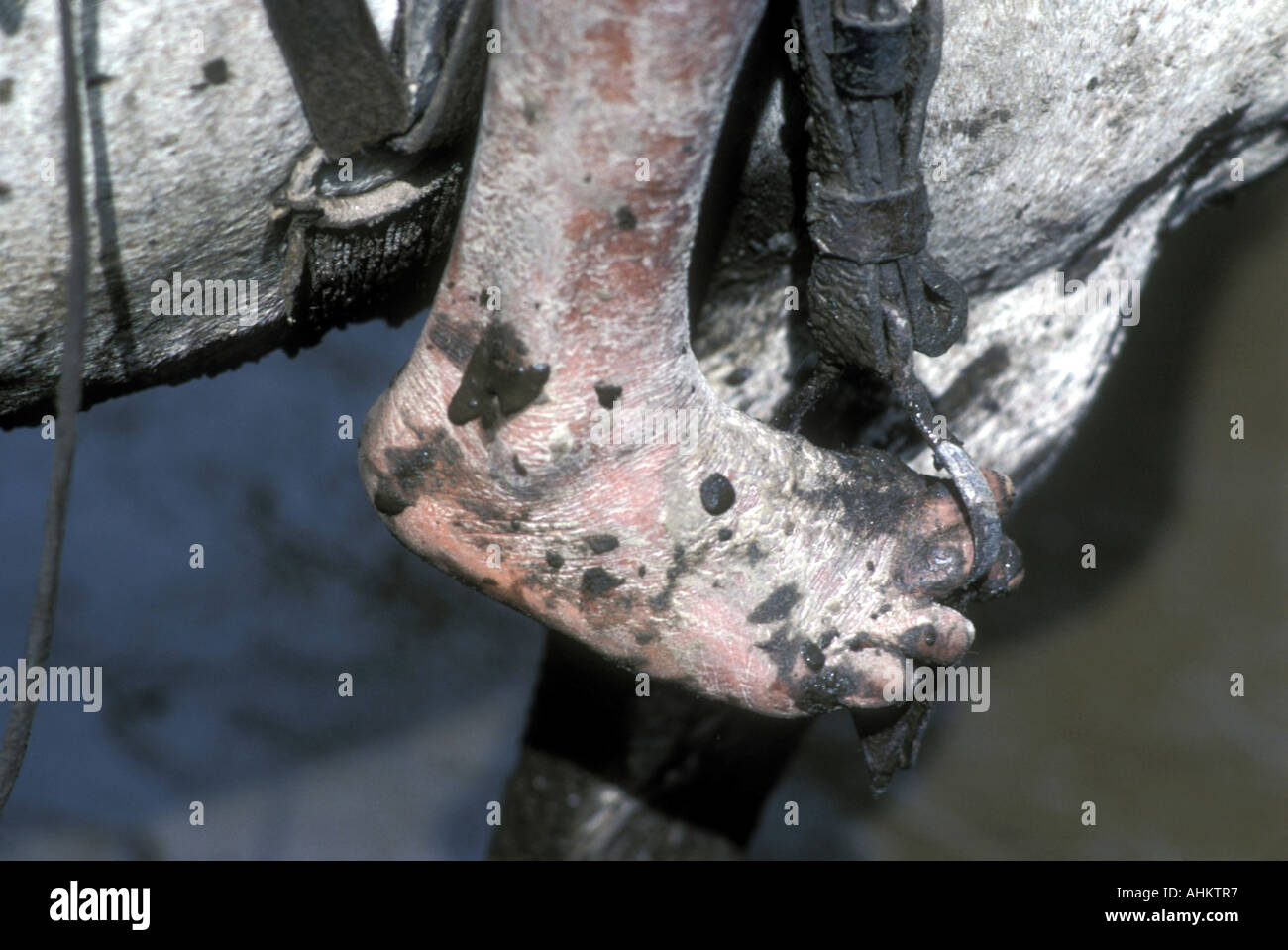 http://c8.alamy.com/comp/AHKTR7/venezuela-apure-state-llaneros-cowboy-rides-barefoot-through-mud-on-AHKTR7.jpg