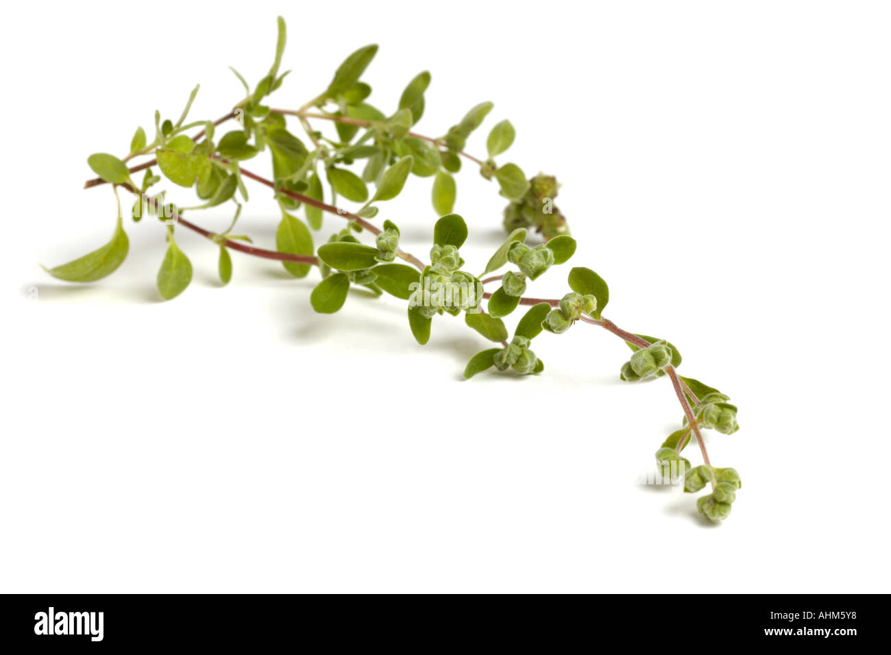 Sprig of fresh marjoram Stock Photo, Royalty Free Image 8287351 Alamy