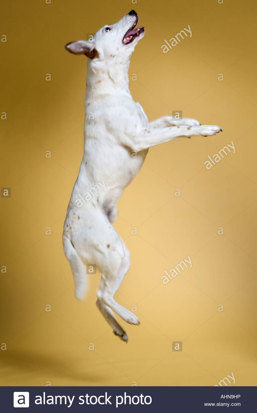 Dog jumping in midair Stock Photo, Royalty Free Image 14513505 Alamy
