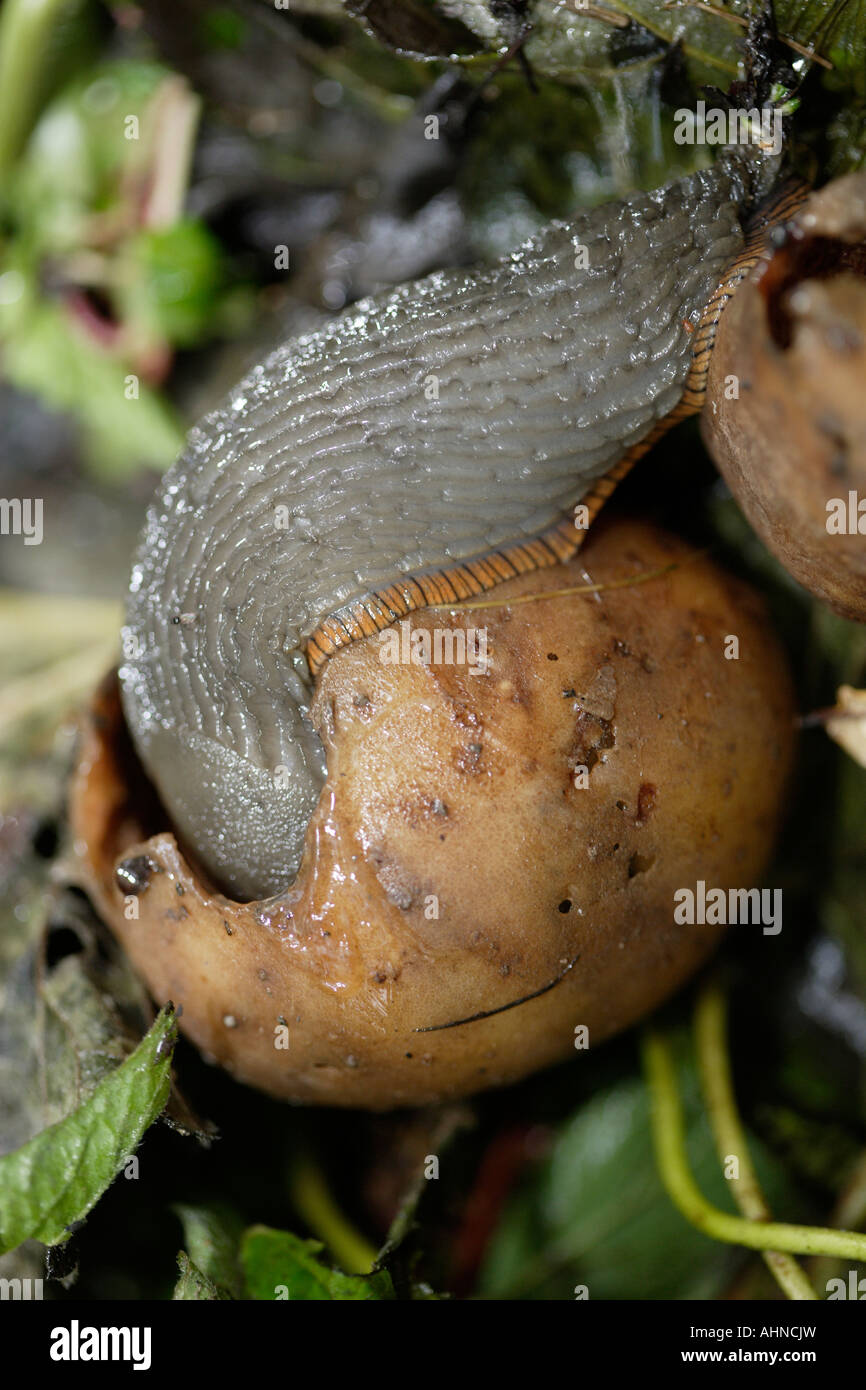 Slug eating a potato Stock Photo, Royalty Free Image 14514528 Alamy